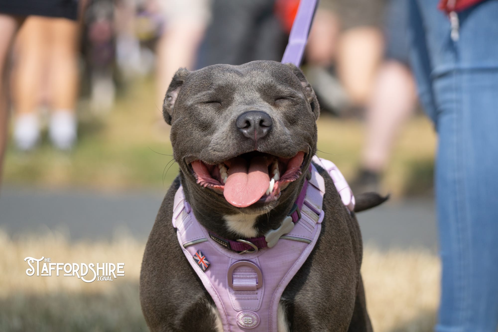 Big Staffy Stroll Brings Staffordshire’s Ten Week Staffy Trail to a Celebratory Close