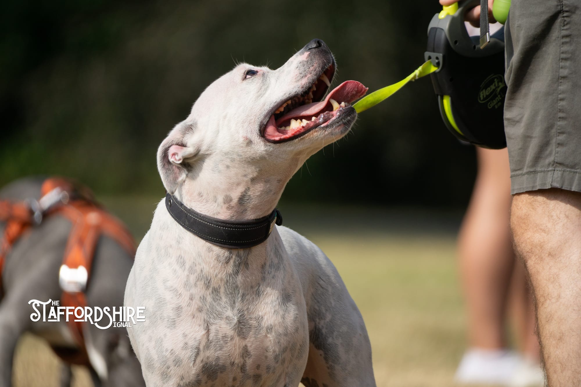 Big Staffy Stroll Brings Staffordshire’s Ten Week Staffy Trail to a Celebratory Close