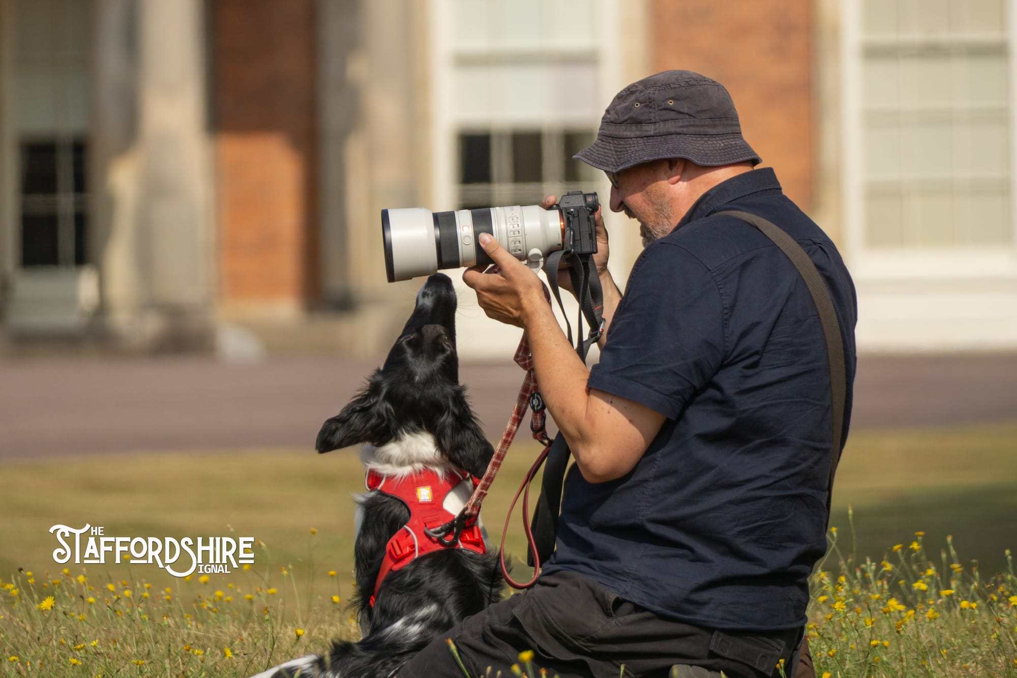 Big Staffy Stroll Brings Staffordshire’s Ten Week Staffy Trail to a Celebratory Close