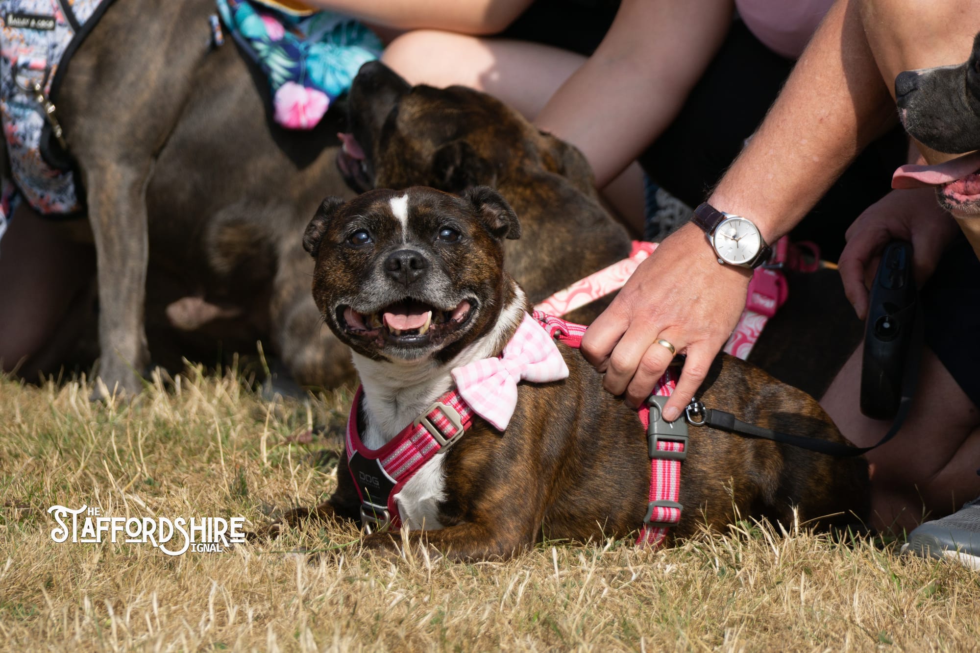 Big Staffy Stroll Brings Staffordshire’s Ten Week Staffy Trail to a Celebratory Close