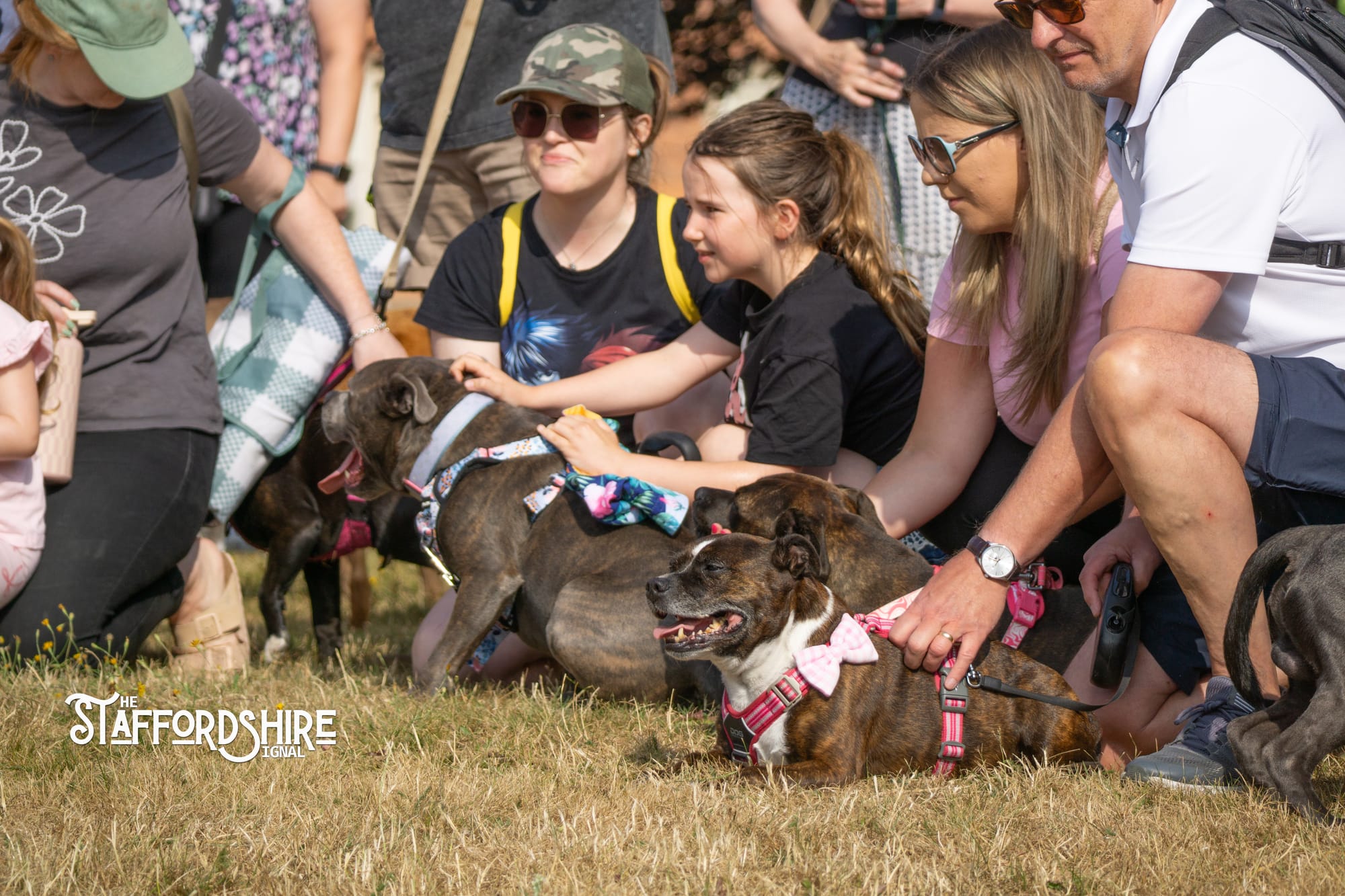 Big Staffy Stroll Brings Staffordshire’s Ten Week Staffy Trail to a Celebratory Close