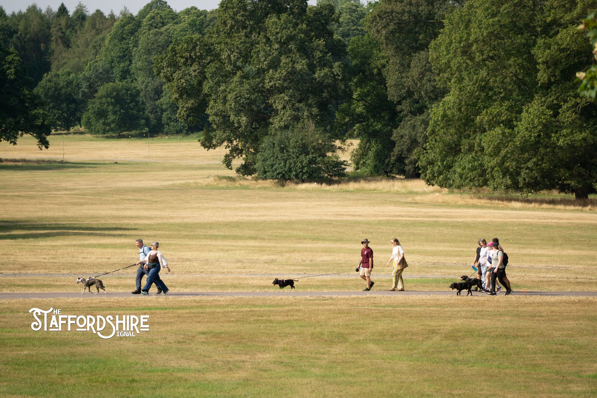 Big Staffy Stroll Brings Staffordshire’s Ten Week Staffy Trail to a Celebratory Close
