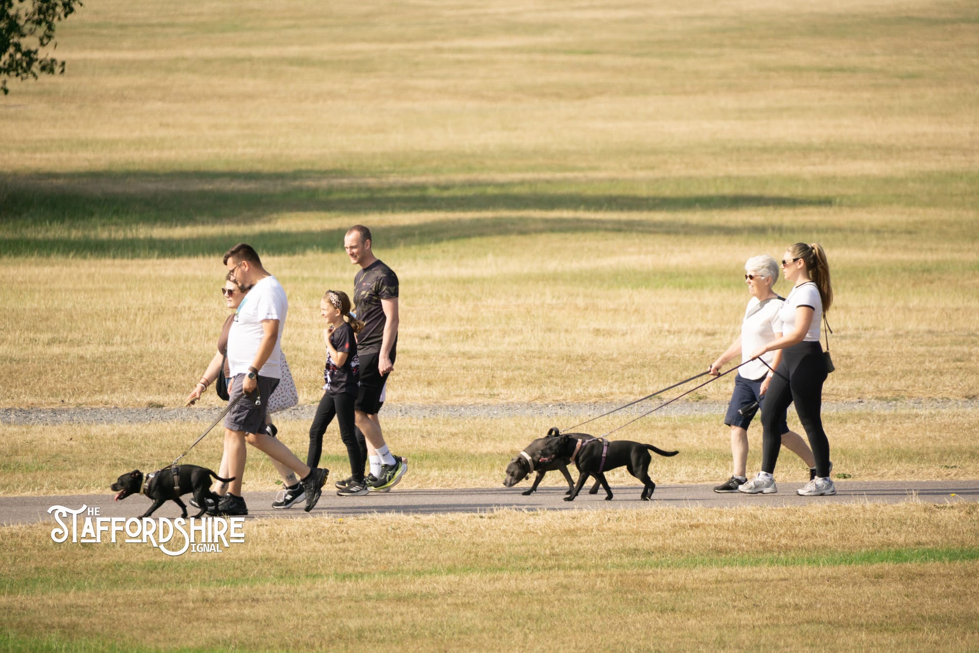 Big Staffy Stroll Brings Staffordshire’s Ten Week Staffy Trail to a Celebratory Close