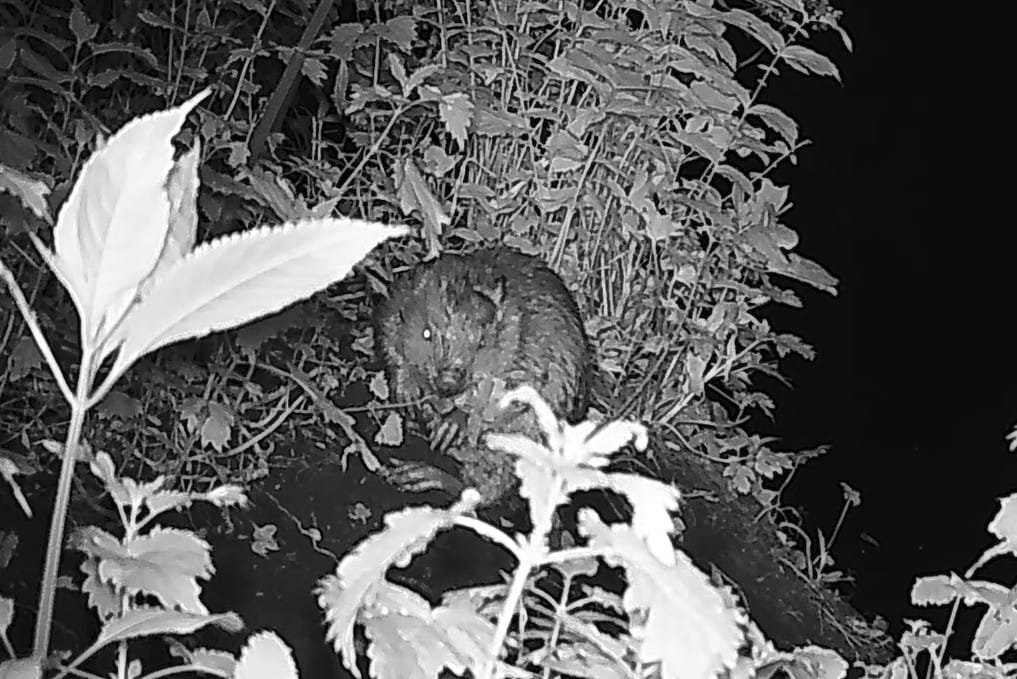 Staffordshire Wildlife Trust has been keeping a brown furry secret...