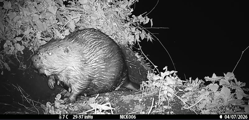 Staffordshire Wildlife Trust has been keeping a brown furry secret...