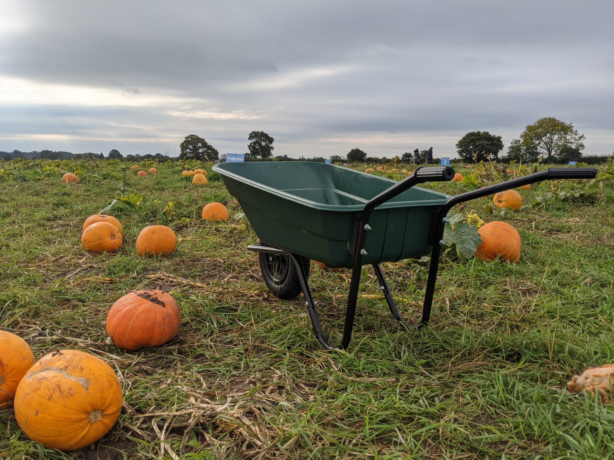 The Best Places for Pumpkin Picking in Staffordshire this October