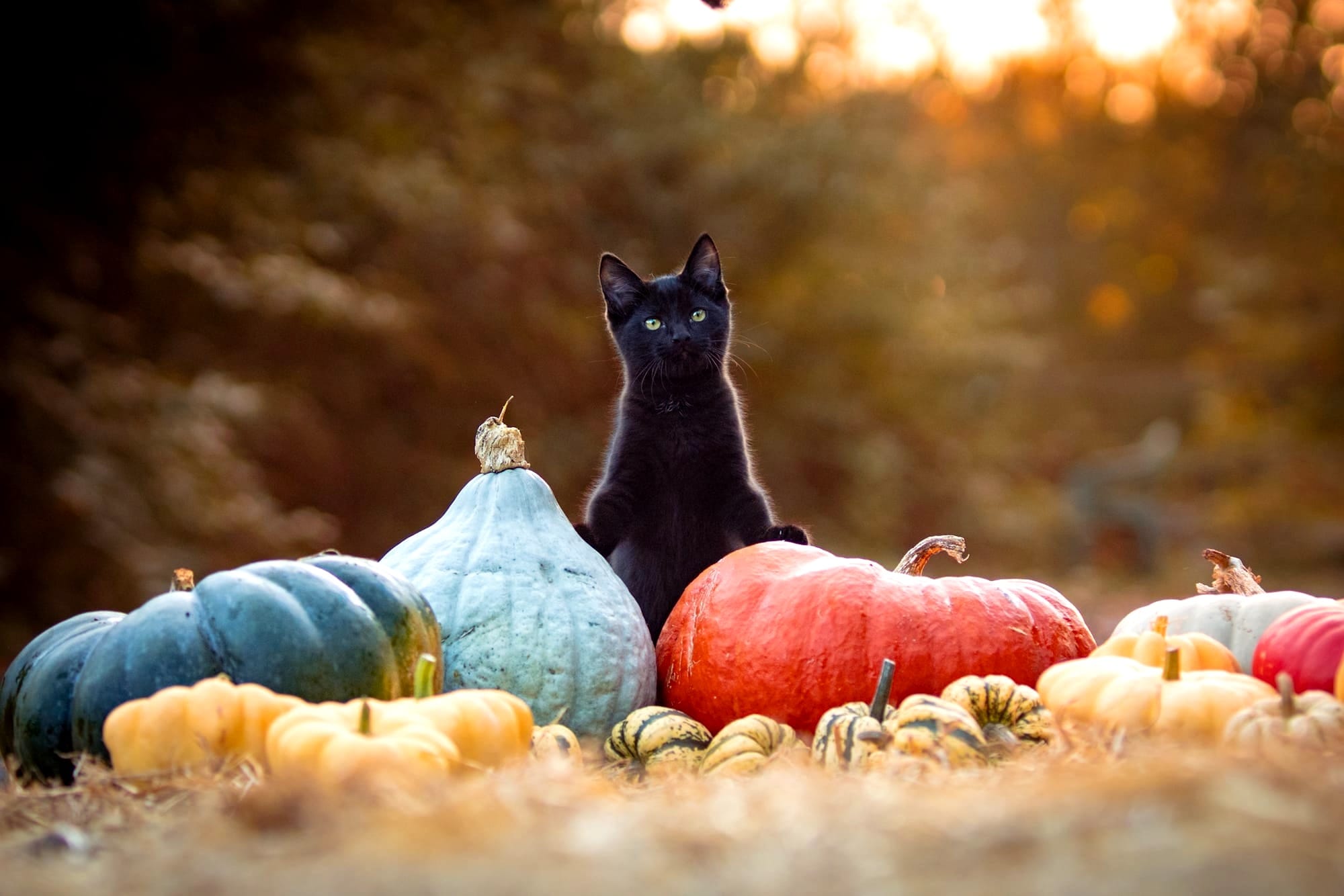 The Best Places for Pumpkin Picking in Staffordshire this October