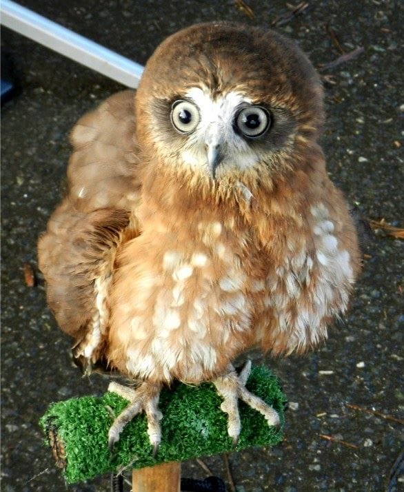 Staffordshire Owl Experience and Birds of Prey Rescue Sanctuary