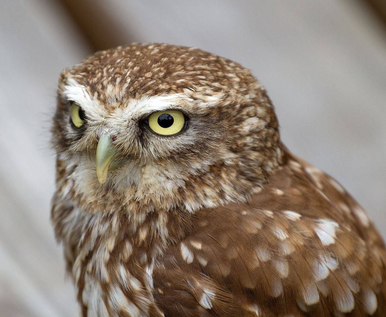 Staffordshire Owl Experience and Birds of Prey Rescue Sanctuary