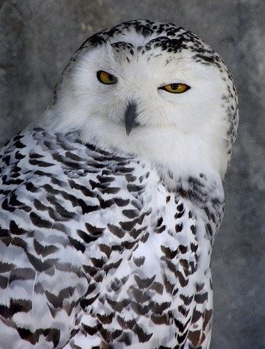 Staffordshire Owl Experience and Birds of Prey Rescue Sanctuary