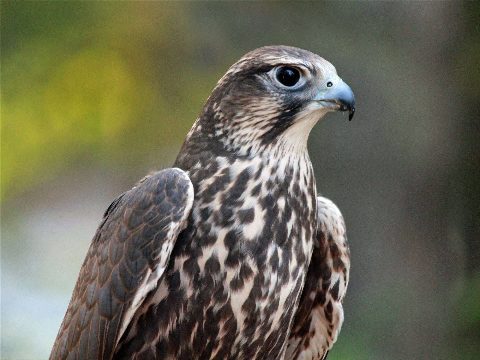 Staffordshire Owl Experience and Birds of Prey Rescue Sanctuary