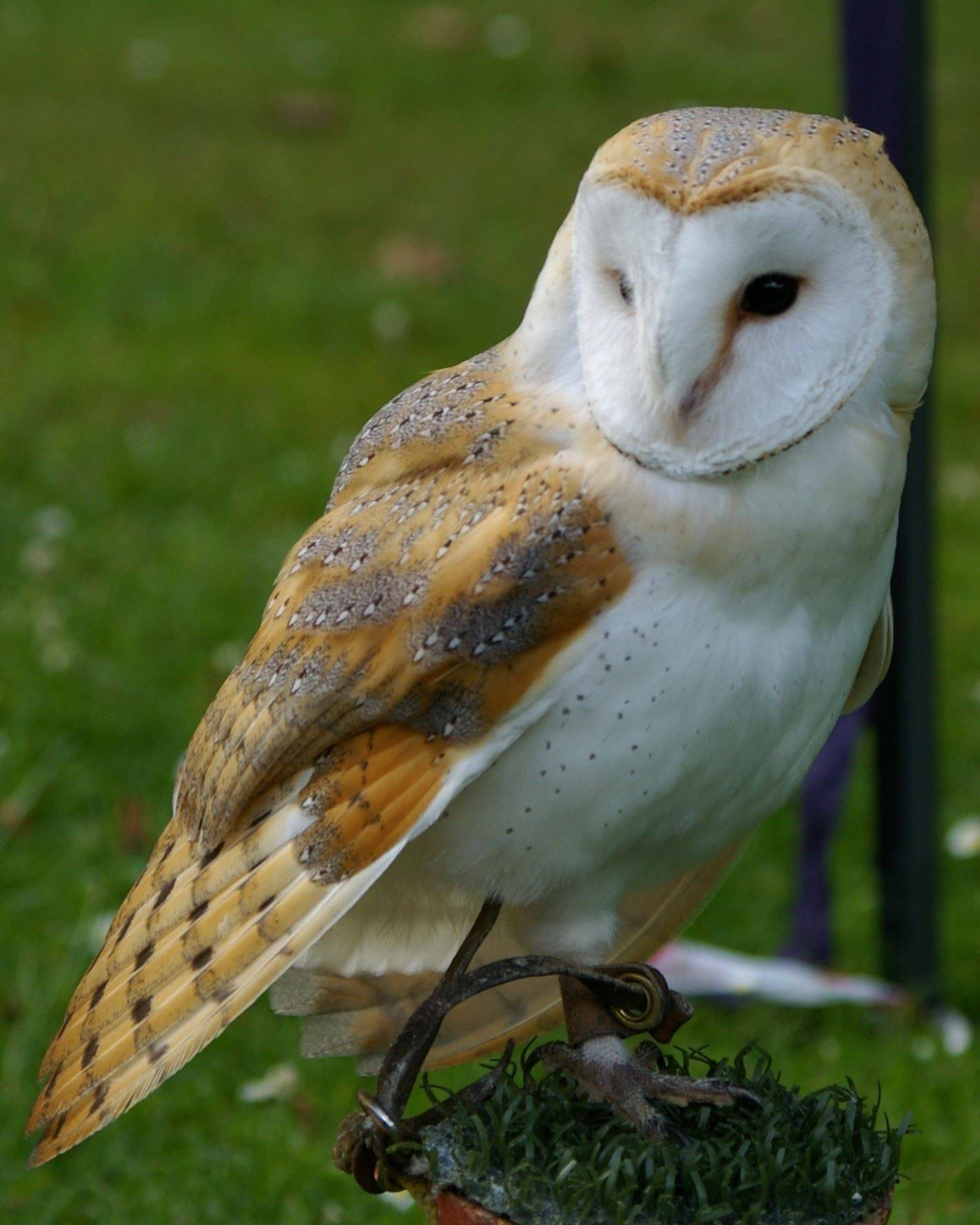 Staffordshire Owl Experience and Birds of Prey Rescue Sanctuary