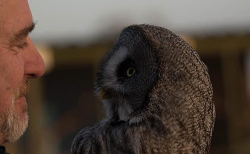 Staffordshire Owl Experience and Birds of Prey Rescue Sanctuary