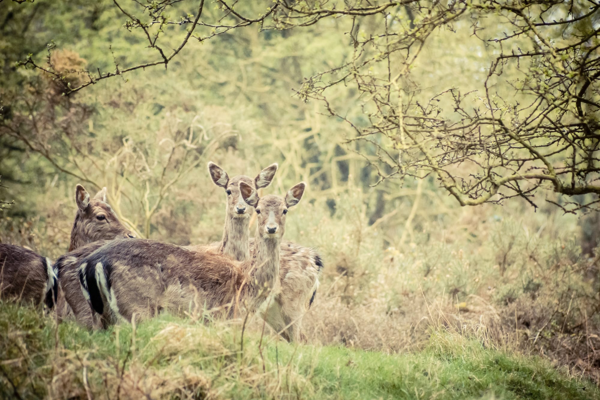 The Cannock Chase Rut: Staffordshire’s Wildest Autumn Spectacle