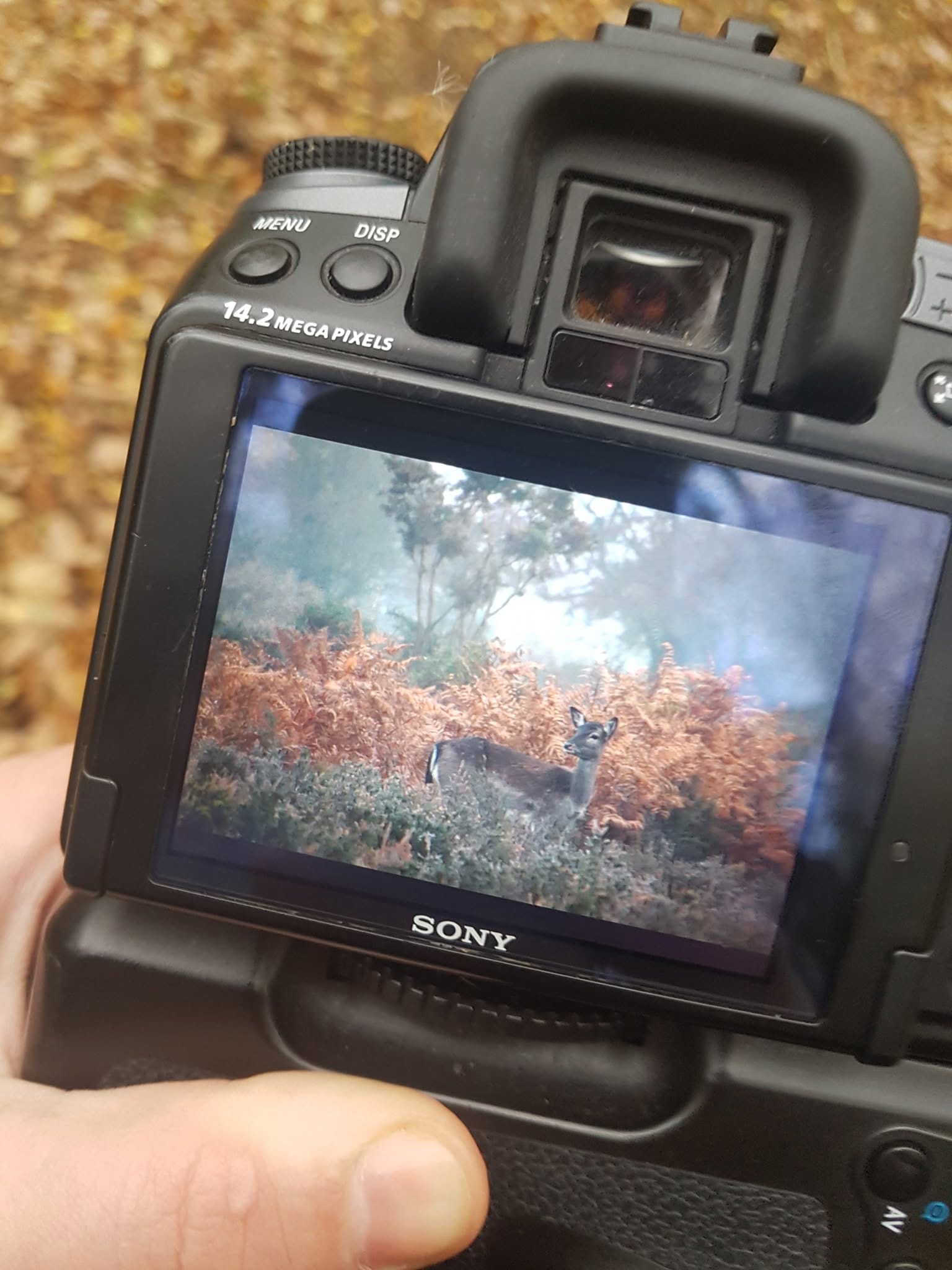 The Cannock Chase Rut: Staffordshire’s Wildest Autumn Spectacle