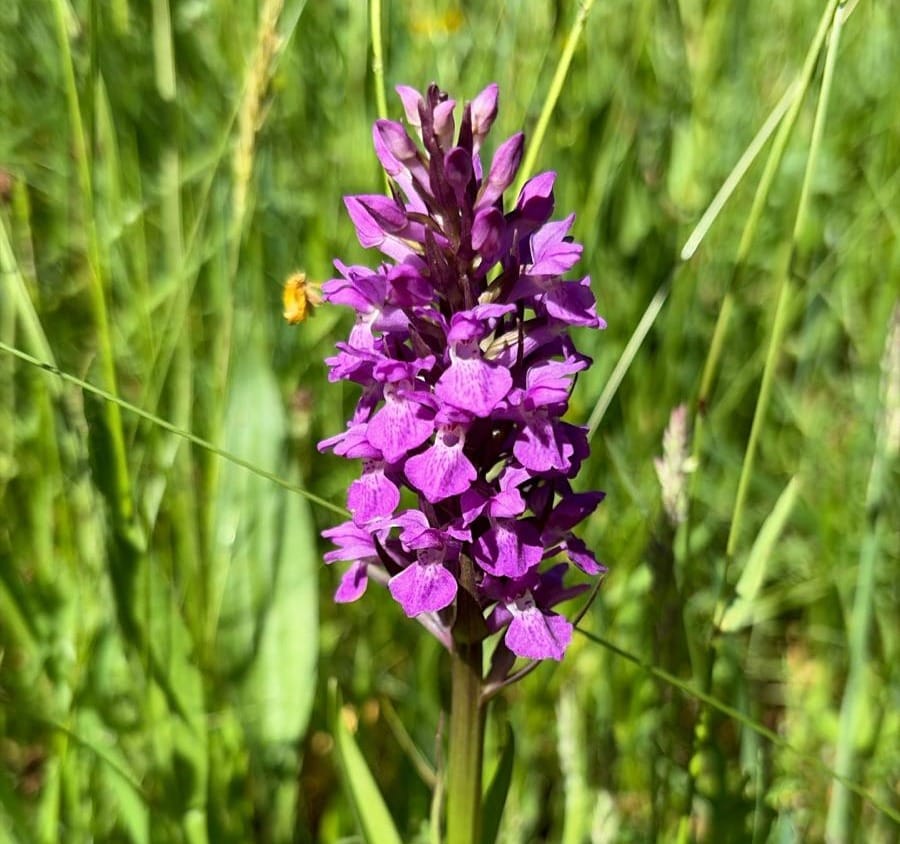 Gift in will doubles Jackson’s Coppice and Marsh Nature Reserve near Eccleshall