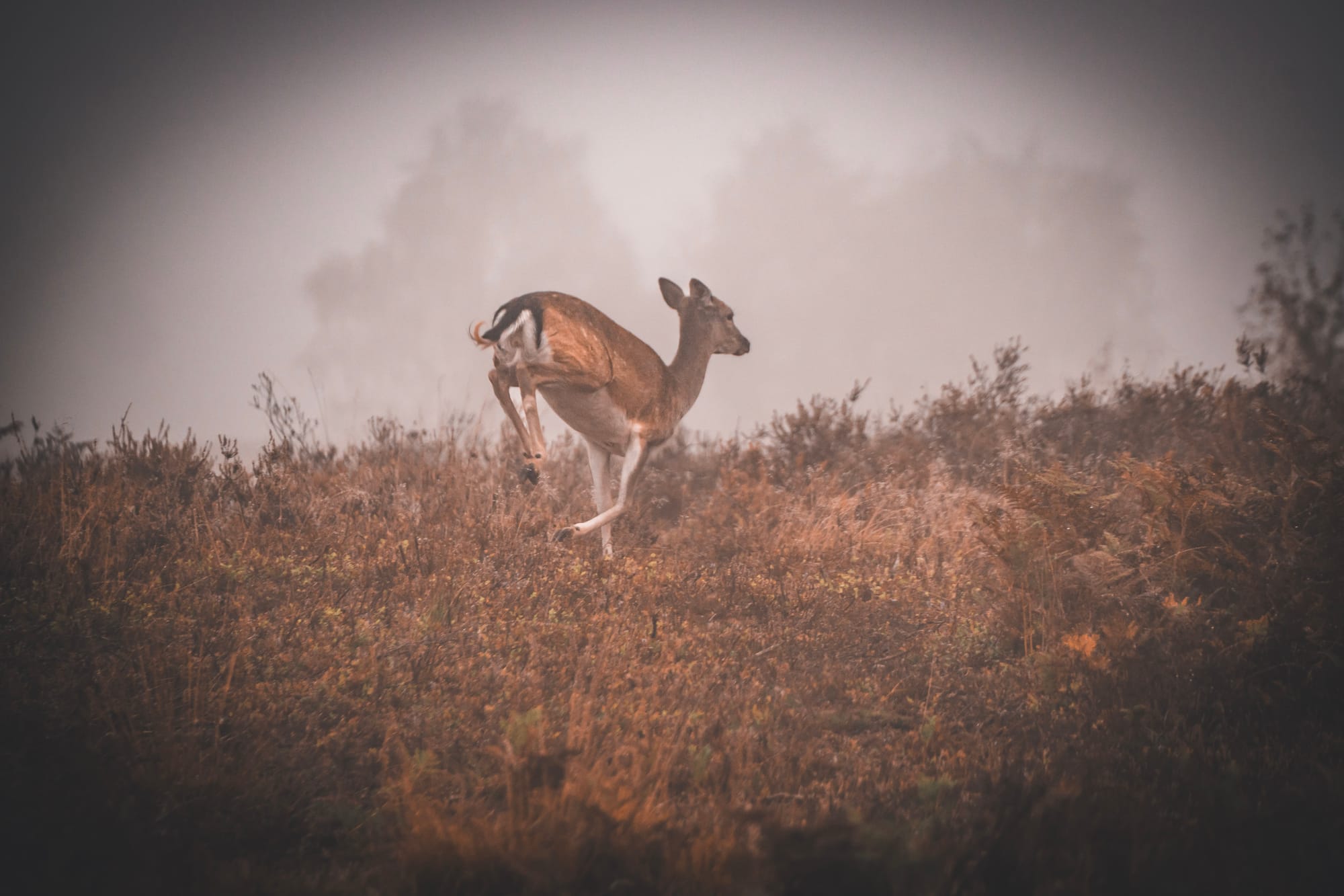 The Cannock Chase Rut: Staffordshire’s Wildest Autumn Spectacle