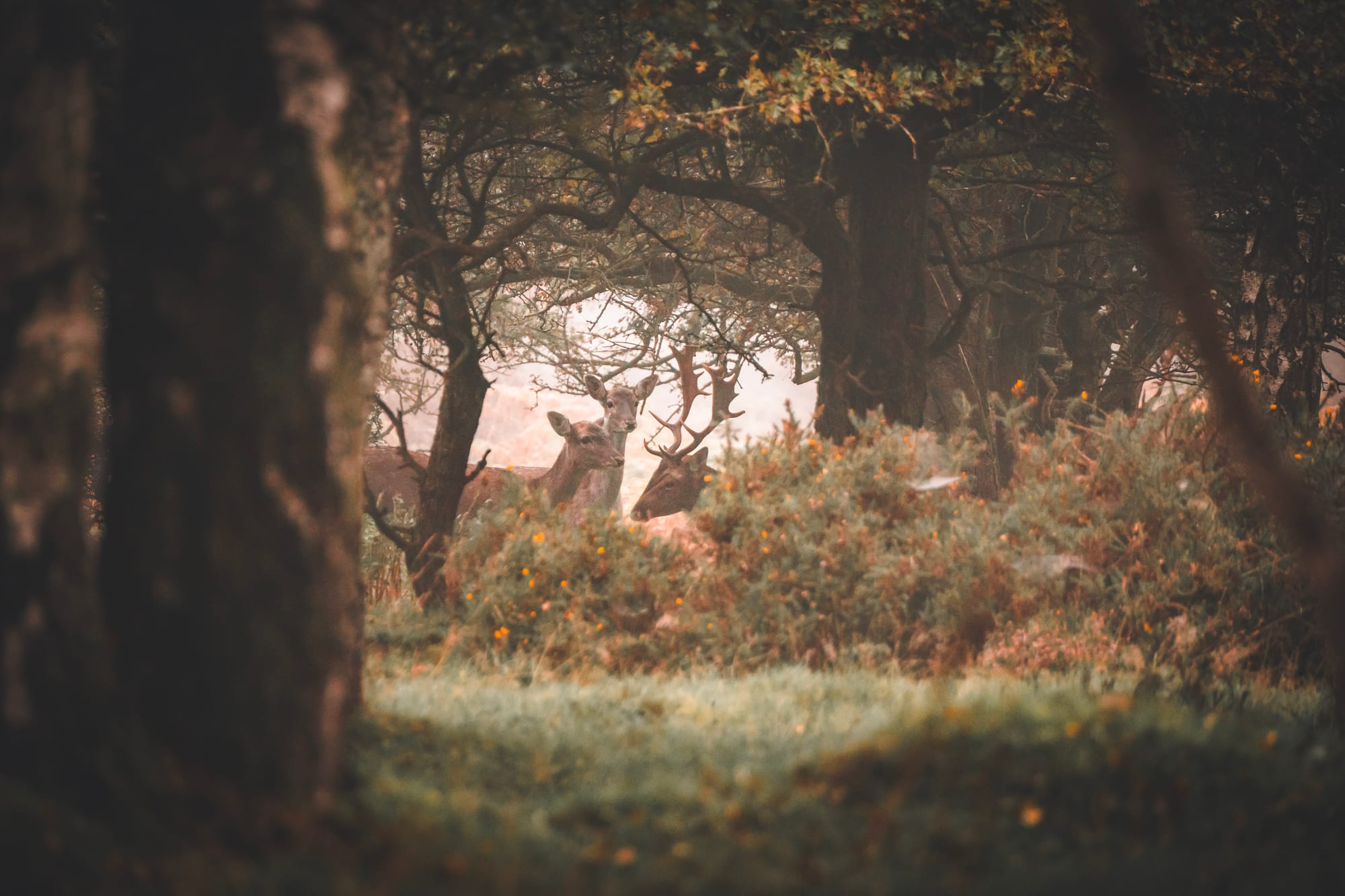 The Cannock Chase Rut: Staffordshire’s Wildest Autumn Spectacle