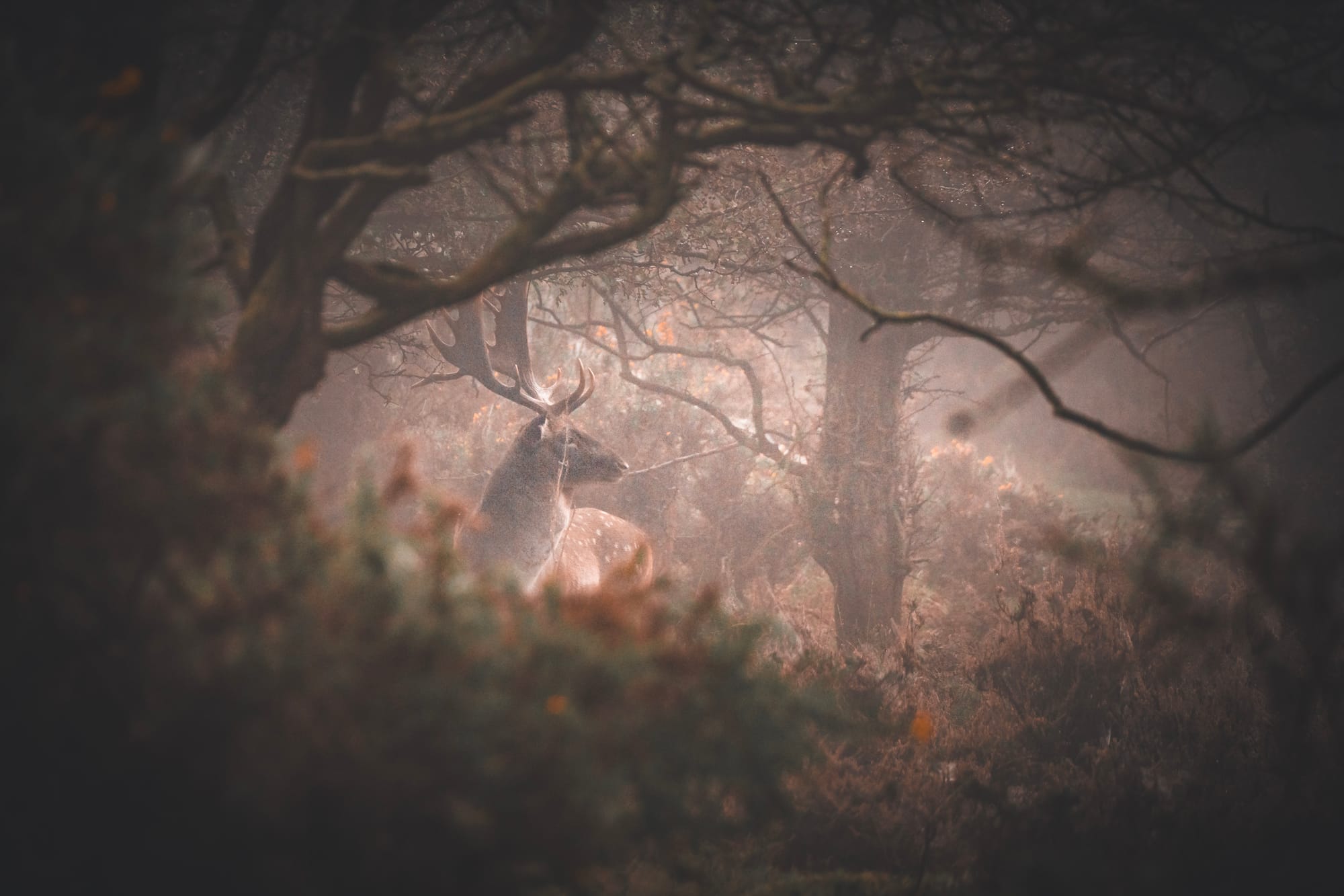 The Cannock Chase Rut: Staffordshire’s Wildest Autumn Spectacle