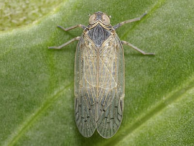 New research aims to protect UK crops from diseases spreading across Europe