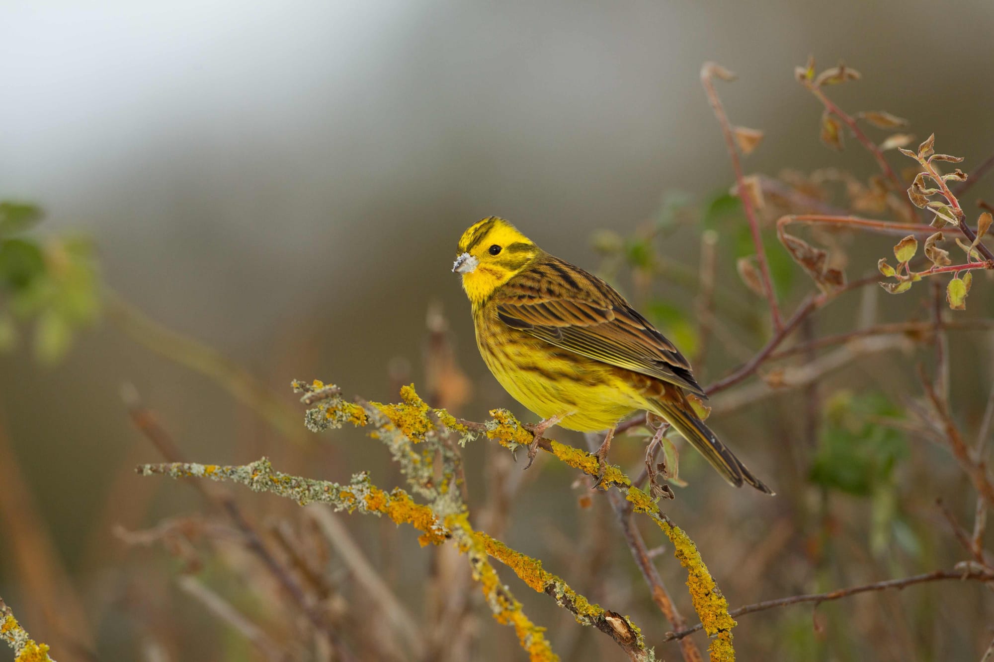 Gift in will doubles Jackson’s Coppice and Marsh Nature Reserve near Eccleshall