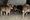 Staffordshire farmer sentenced following major animal welfare investigation