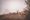 The Cannock Chase Rut: Staffordshire’s Wildest Autumn Spectacle