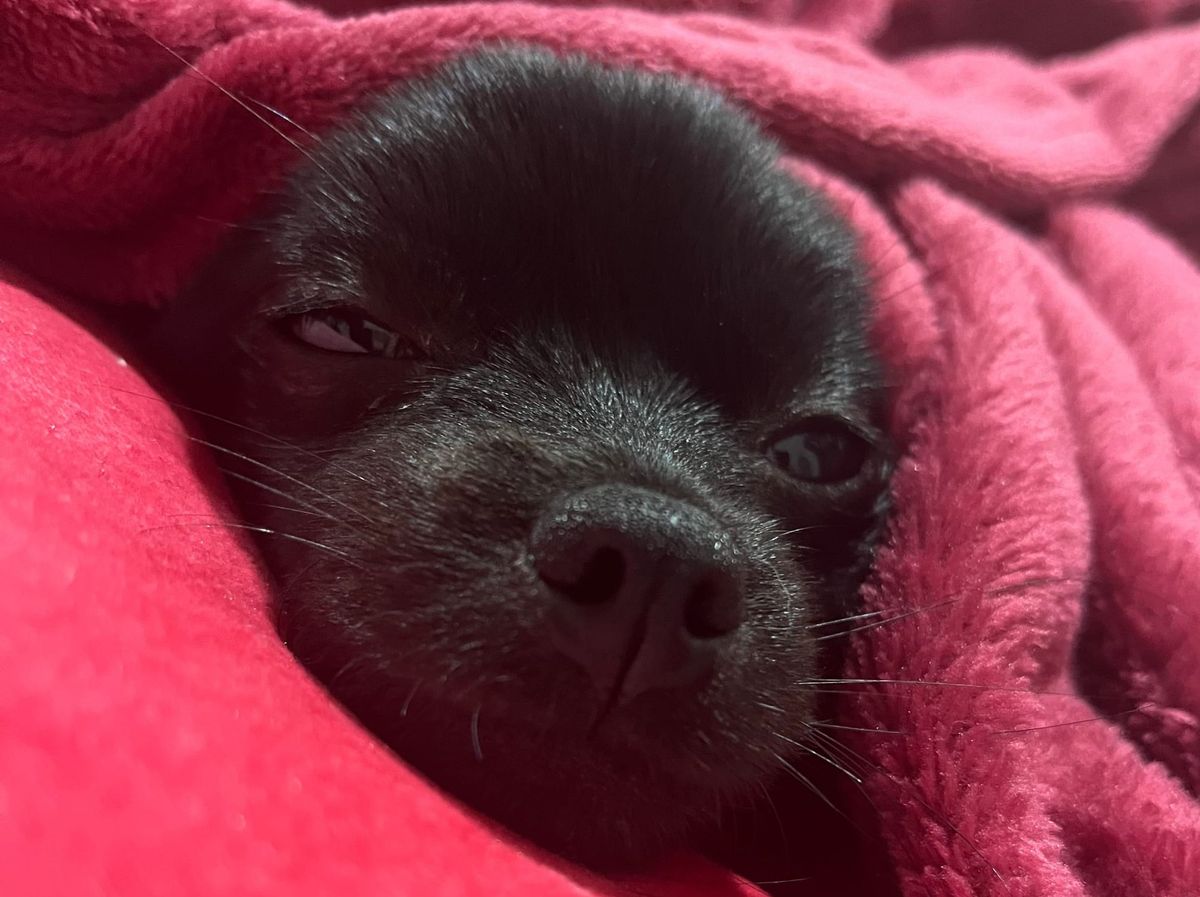 FNC - If it licks its stitches, it gets the avocado!