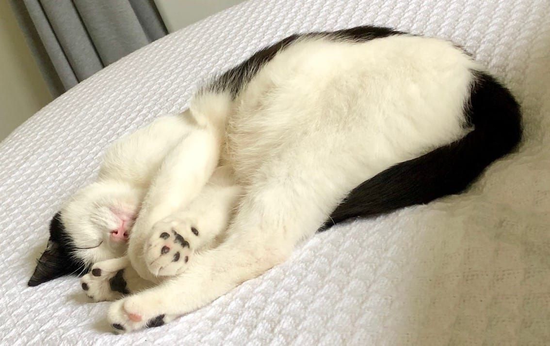 FNC: Group Chat Collective Edition