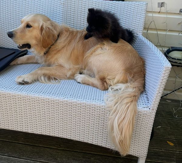 Almost the one-year anniversary of having our little demon Pipi. Here she is with her best friend, Pickle.