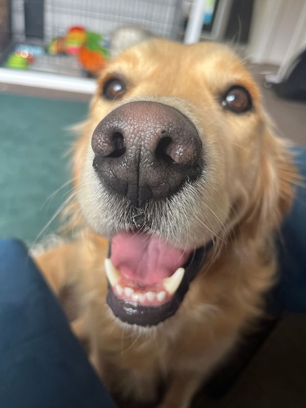 FNC - Montenegro is a country