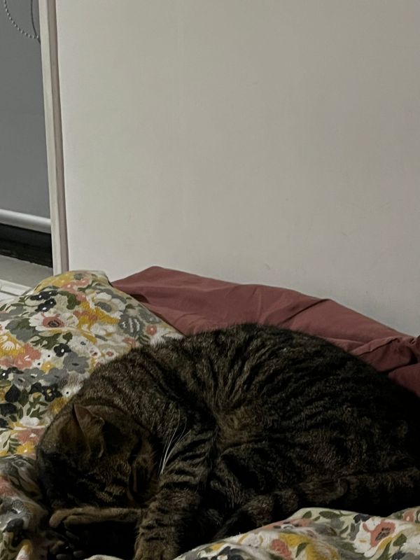 FNC - Mānawatia a Matariki