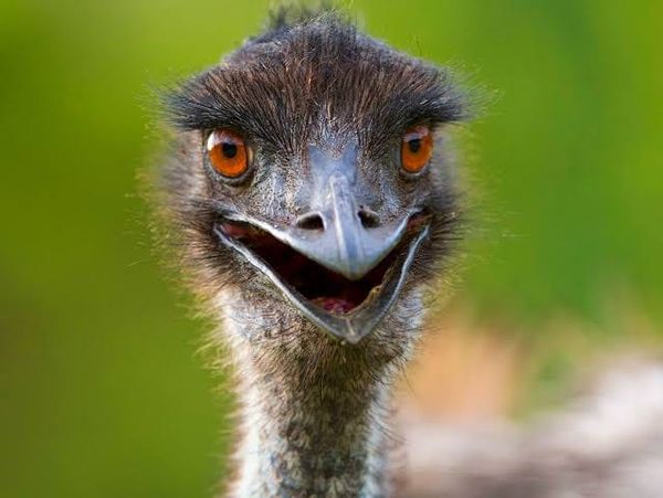 Understanding the emu content controversy