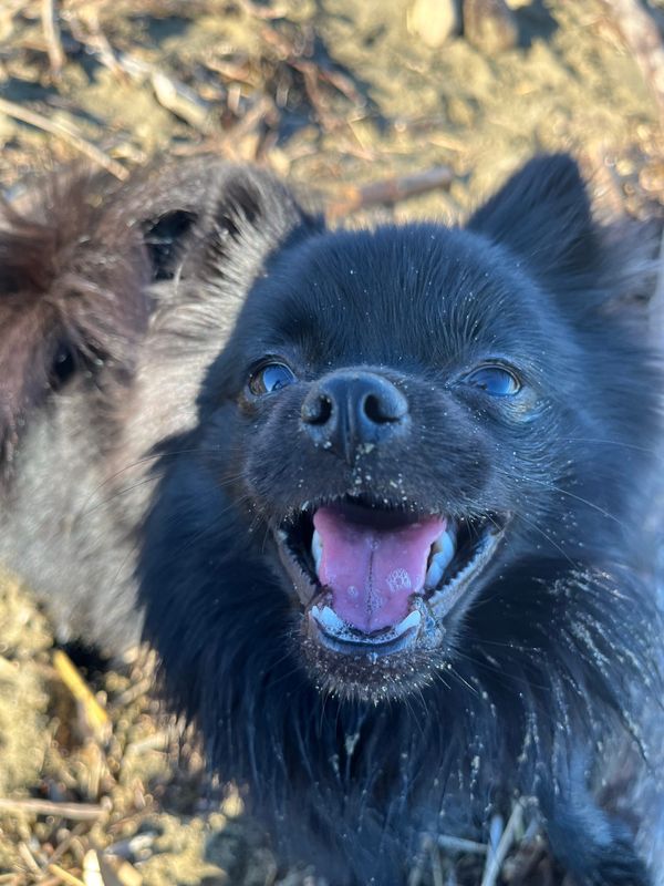 FNC - Clonidine Dreams + The Feral Pit on One News!