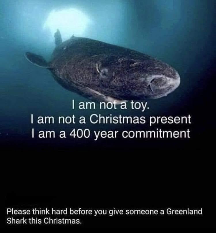 A picture of a Greenland shark with text "I'm not a Christmas present, I am a 400 year commitment. Please think hard before you give someone a Greenland Shark this Christmas"