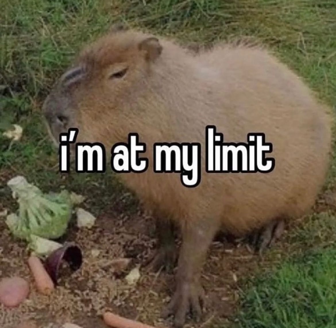 A picture of a capybara with "I am at my limit" overlayed on top.