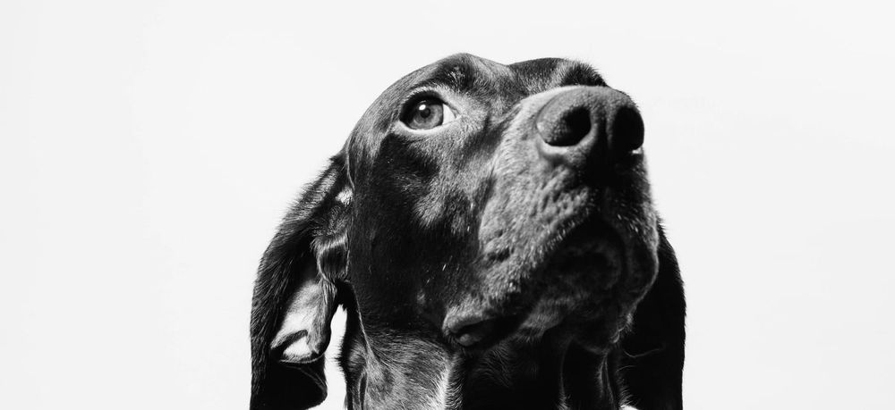 How Hosting Foster Dogs Is Teaching Me All I Need to Age and Die With Love