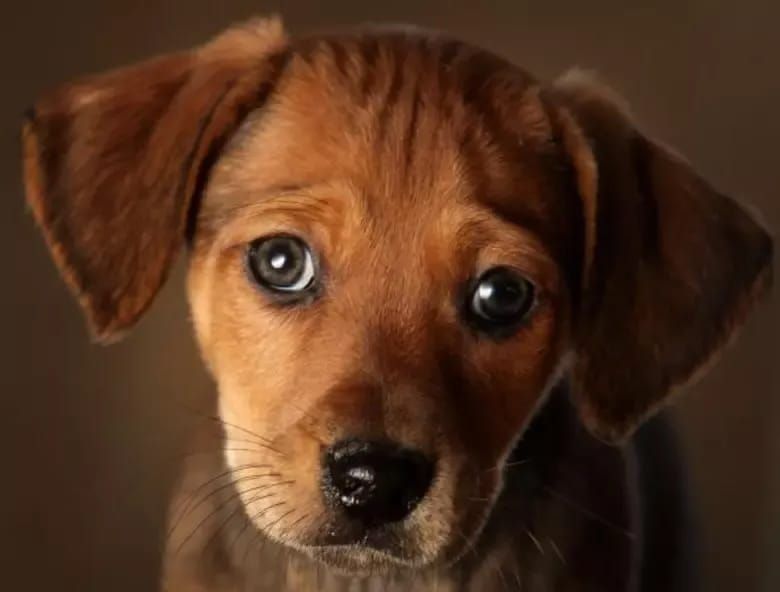 Your Puppy Voted For Trump