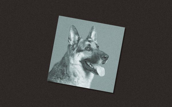 6 Dog Breeds White People Love More Than They Do Black People, Ranked