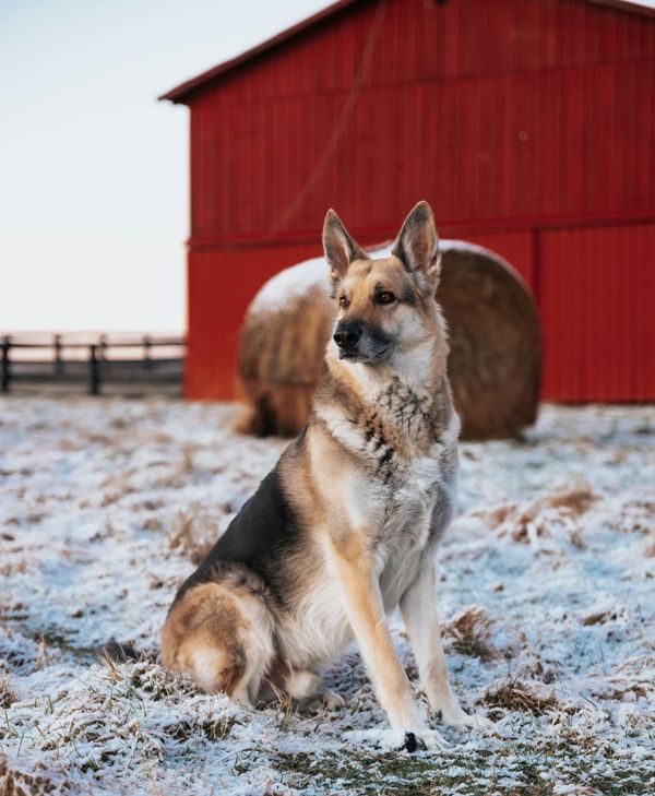 Where Does the Term 'the Dog that Didn't Bark' Come From?