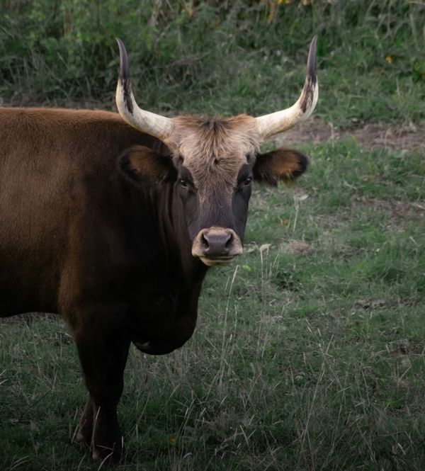 The Cultural Appropriation of Oxtail and the Like