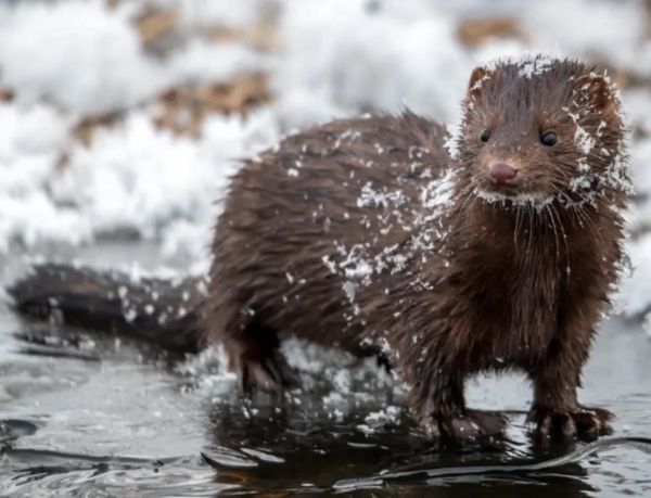 Why Mink Coats Get a Bad Rap While Leather Remains in Fashion