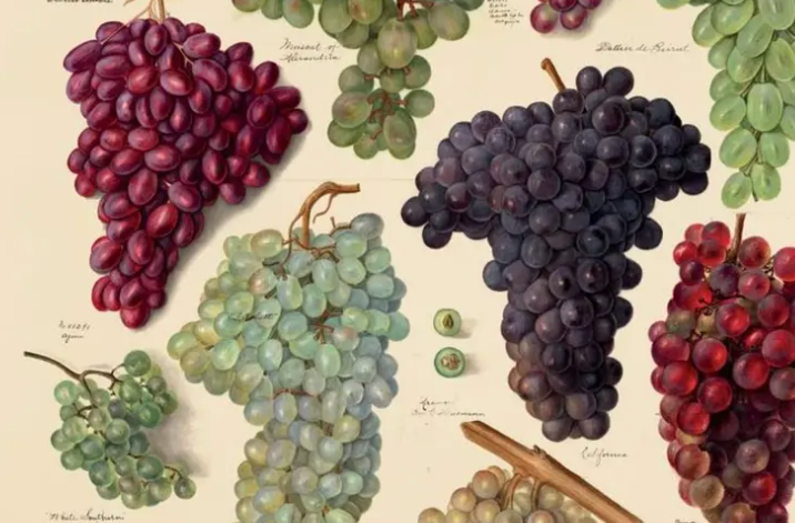 Piedmontese Wines: Part 1 - The Grapes