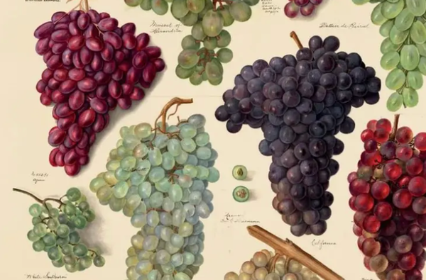 Piedmontese Wines: Part 1 - The Grapes