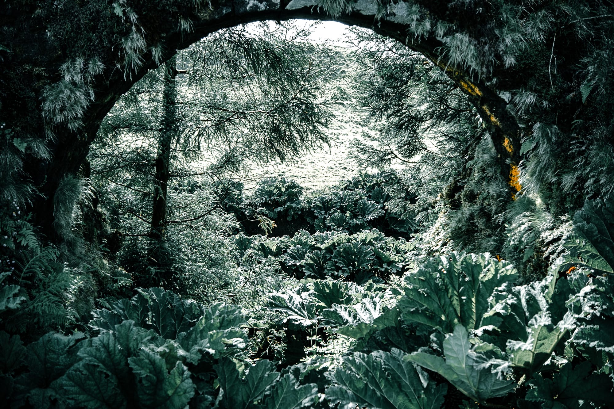 View through a stone aqueduct arch on São Miguel Island, framed by moss and ferns, looking out over dense green foliage and forest