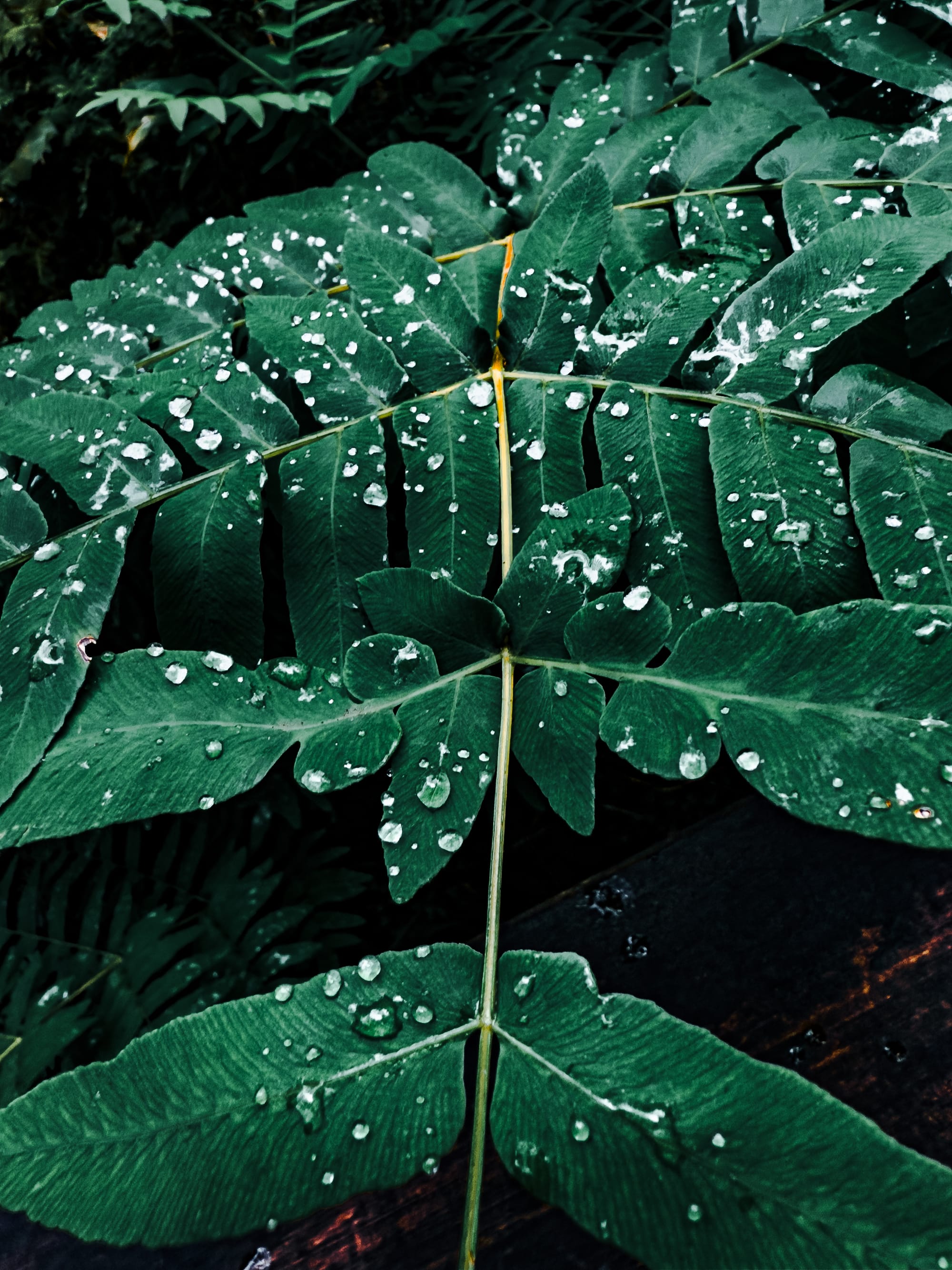 Close-up of a vibrant green fern leaf dotted with rain droplets in Caldeira Velha, São Miguel