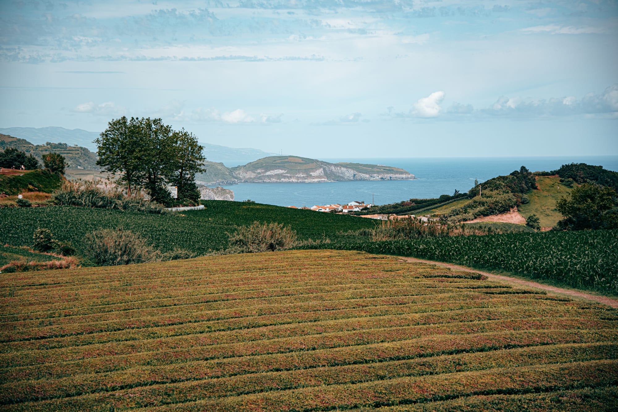 A wide, cinematic view of Chá Gorreana's terraced tea rows descending toward the ocean