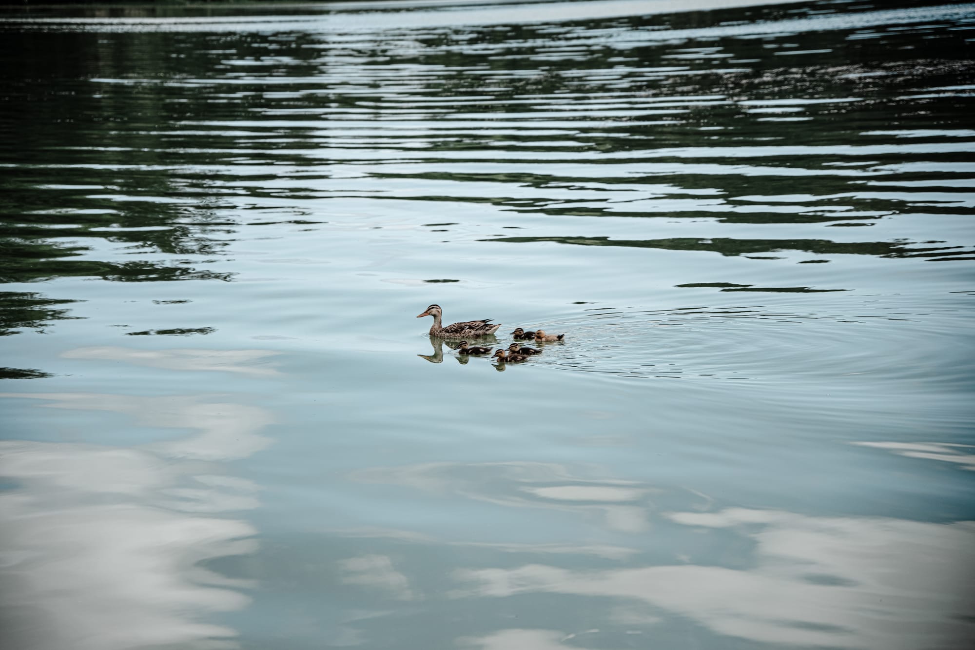 A mother duck followed by five ducklings swims across the calm, reflective surface of Lagoa das Furnas