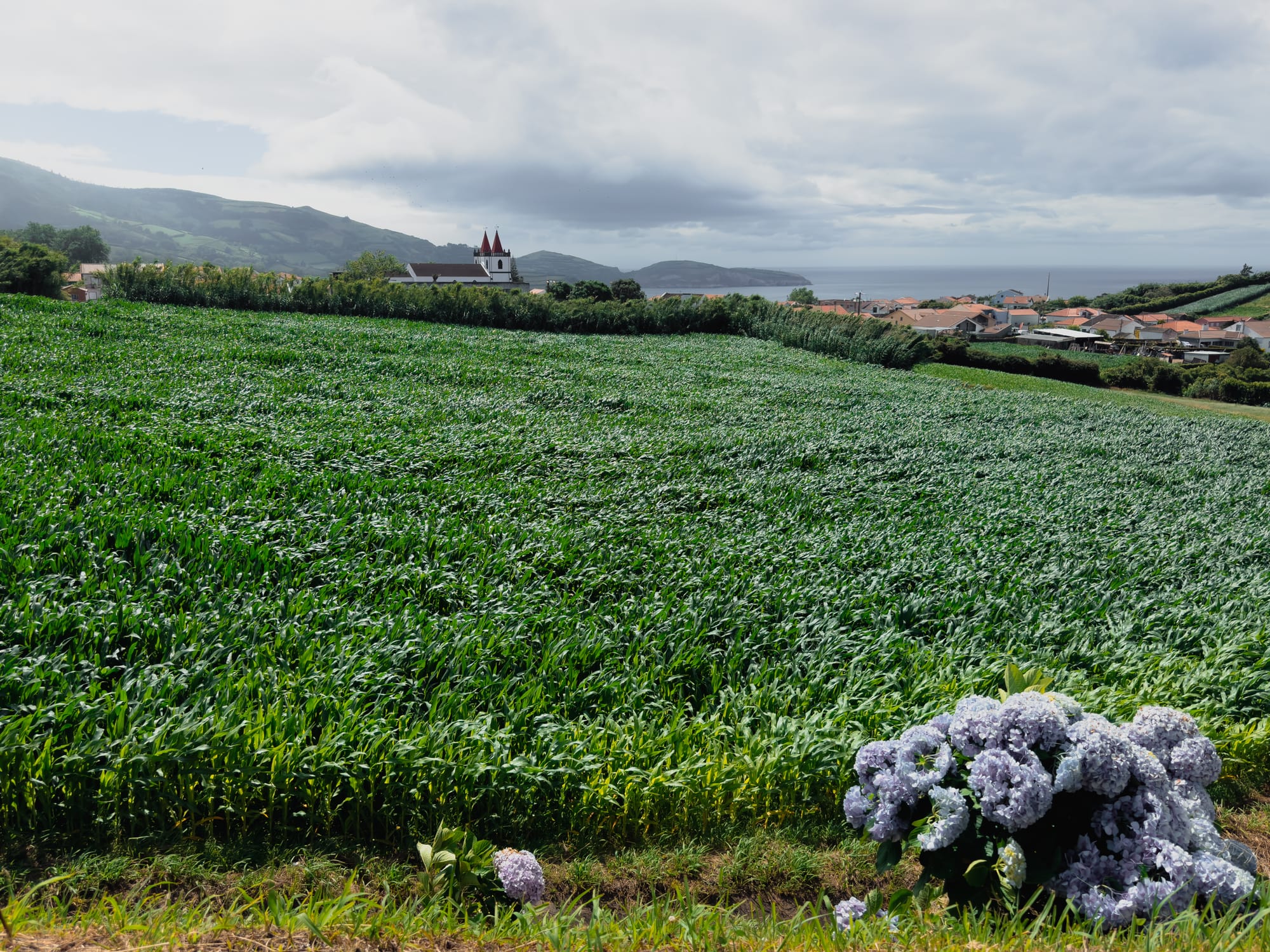 Green cornfield with blooming hydrangeas in the foreground, a white church with red spires in the background, and the Atlantic Ocean beyond
