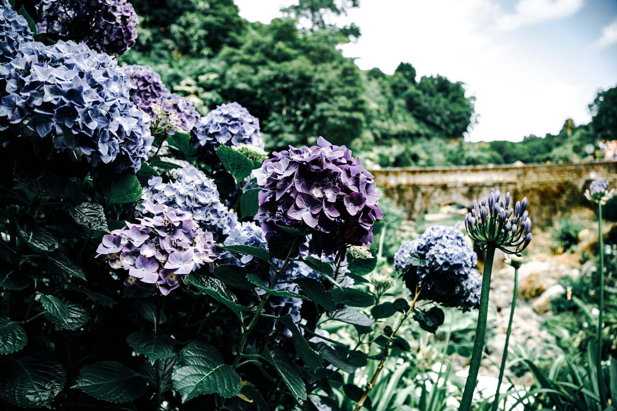 Close-up of vibrant purple and blue hydrangeas growing beside a mossy stone aqueduct in the lush countryside of São Miguel, Azores